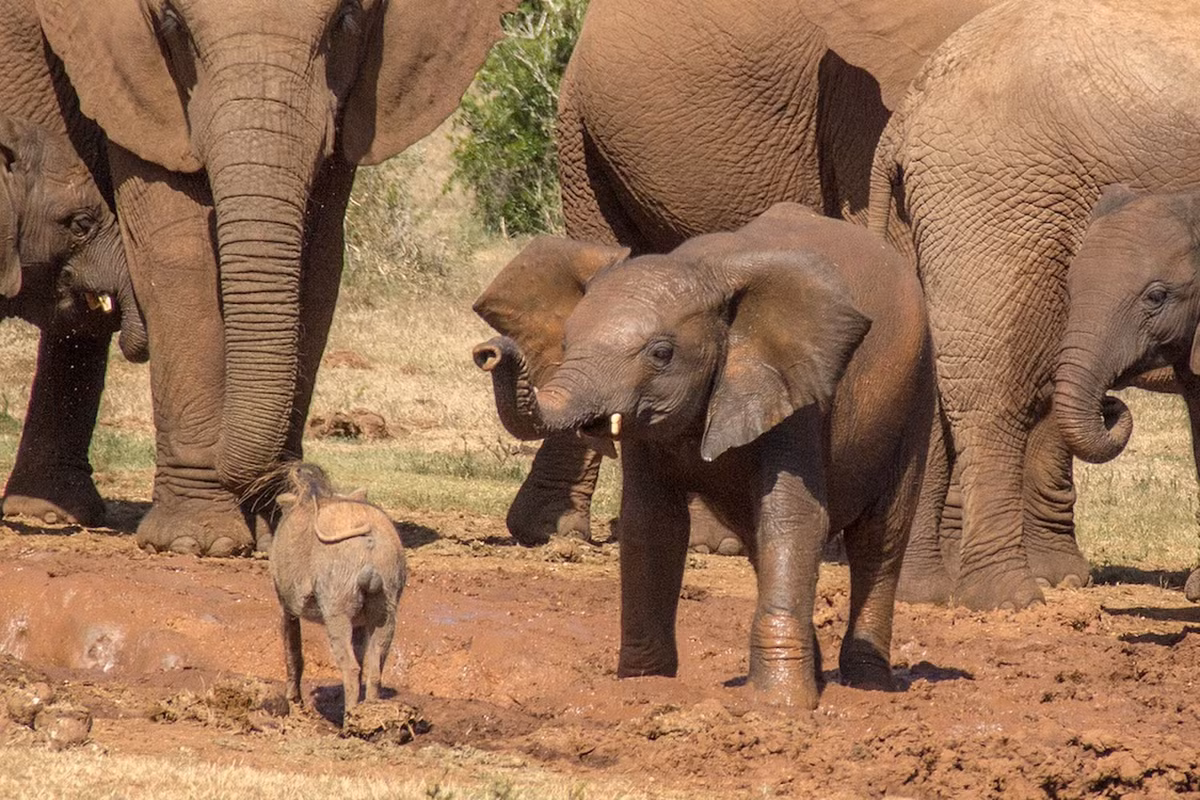 Nhận thấy lợn lòi làm phiền, voi con tắm bùn dưới hố nước đã dùng vòi để xua đuổi kẻ quấy rối.
