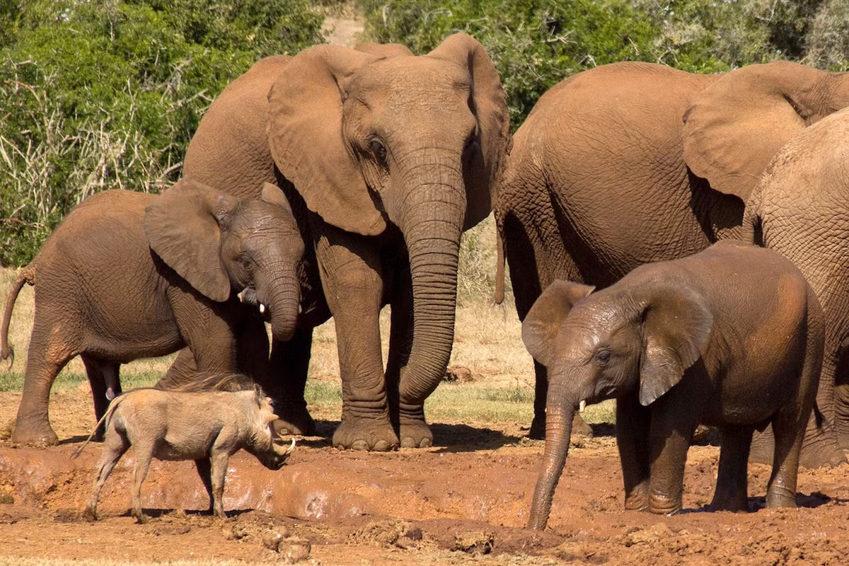 Nhiếp ảnh gia Conrad Cramer đang quan sát đàn voi tập trung quanh hố nước trong một ngày nắng nóng, thì một con lợn lòi tiến tới gần đàn voi.