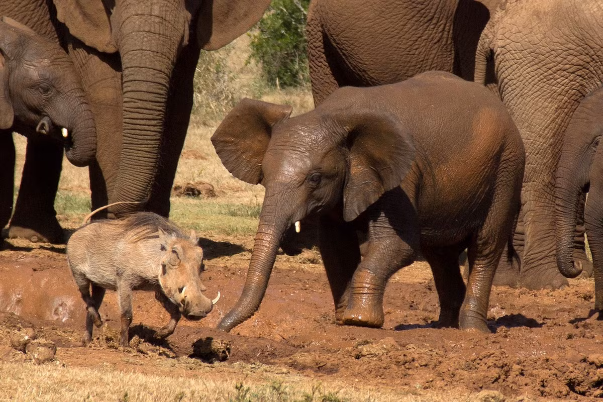 Thoạt nhìn, lợn lòi dường như chấp nhận bỏ đi sau khi thất thế trong cuộc chiến với voi khổng lồ, to gấp 5 lần nó.