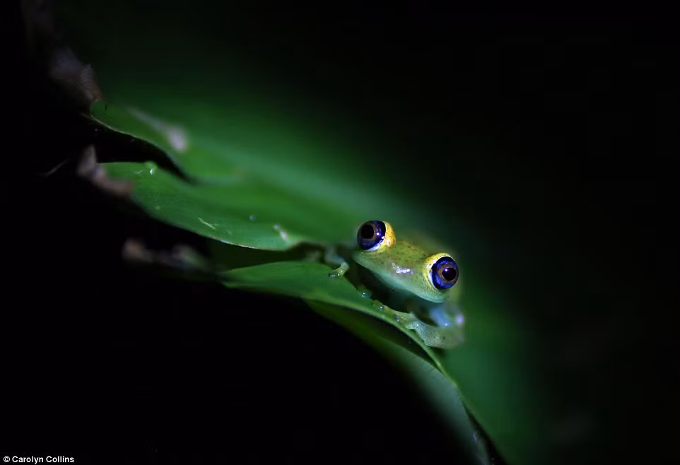 Nhiếp ảnh gia Carolyn Collins ghi được cặp mắt xanh tuyệt đẹp của ếch cây vào ban đêm.