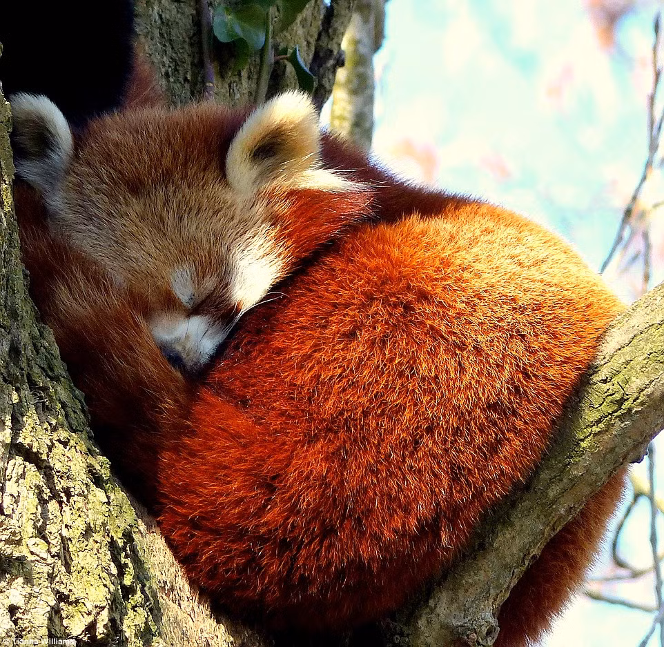Khoảnh khắc gấu trúc đỏ ngủ ngon lành trên cây được ghi lại bởi nhiếp ảnh gia Tianha Williams.