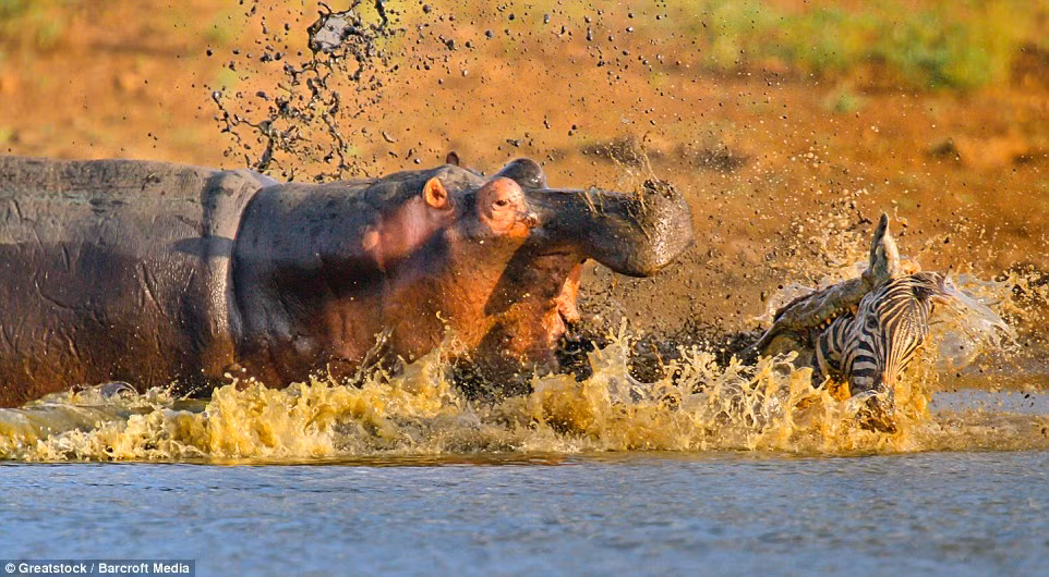 Cá sấu vẫn ngậm chặt đầu ngựa vằn trong miệng trong khi cố gắng né cú cắn từ hà mã.