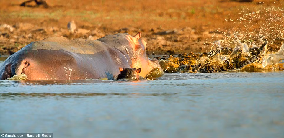 Hà mã mẹ lui lại bảo vệ con nhỏ khỏi những nguy hiểm từ cá sấu.