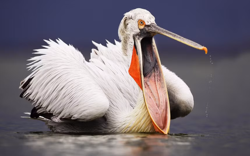 Chim bồ nông đang đi kiếm cá dưới hồ Kerkini, Hi Lạp. la, Nam Phi.