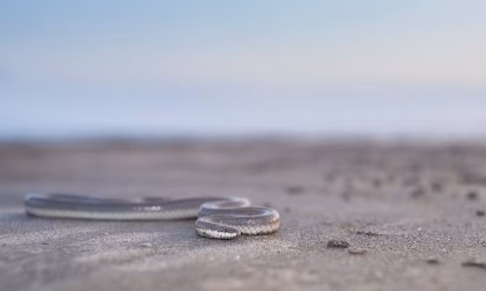 Rắn bò trên bãi biển ở Frazergunj, Ấn Độ.