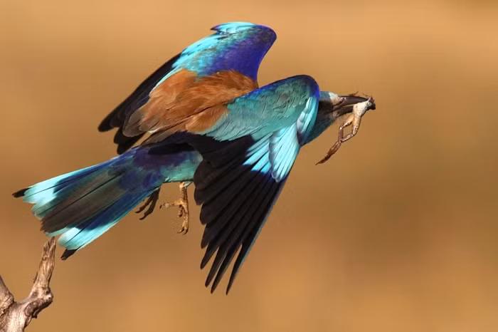 Chim sả rừng bay đi với một con ếch trong miệng ở ngoại ô thành phố Budapest, Hungary.