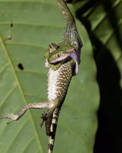 Ảnh động vật tuần ấn tượng; Rắn gồng mình nuốt chửng một con thằn lằn trong vườn quốc gia Bukit Barisan Selatan, Nam Sumatra, Indonesia.