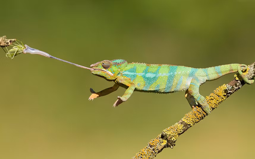 Tắc kè hoa phóng lưới bắt châu chấu trong chưa đầy 0,003 giây trong khu bảo tồn thiên nhiên Lokobe, Madagascar.