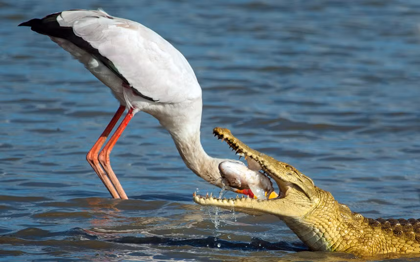 Cá sấu cướp mồi của cò mỏ vàng trong một hồ nước ở khu bảo tồn thiên Selous ở Tanzania.