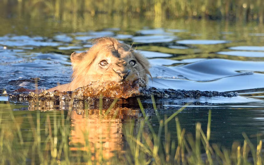 Sư tử sợ xanh mắt và bỏ chạy khi phát hiện một con cá sấu đang bơi gần nó dưới ở dưới sông ở vùng đồng bằng Okavango, Botswana.