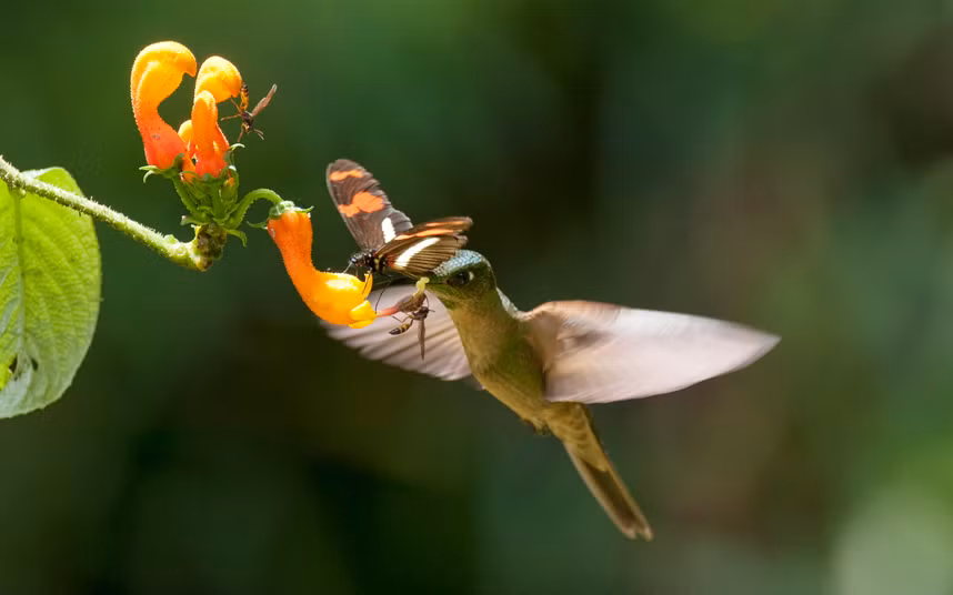 Chim ruồi, ong và bướm tranh nhau hút lấy phấn một bông hoa ở Ecuador.