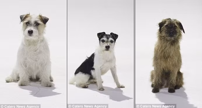 Các "họa sĩ" tại triển lãm Canismo đều là những chú chó chăn cừu bị chủ bỏ rơi và chúng hy vọng sẽ tìm được chủ mới nhờ tài năng đặc biệt.