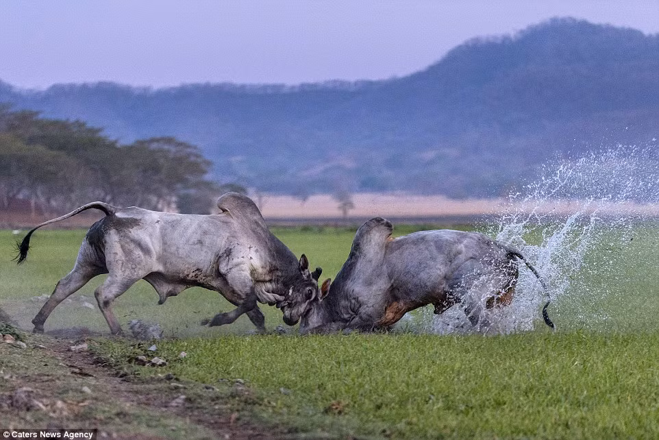 Cảnh tượng đã được nhiếp ảnh gia người Pháp Christophe Corteau ghi lại trên đồng cỏ gần khu bảo tồn Hacienda Solminar, Costa Rica.