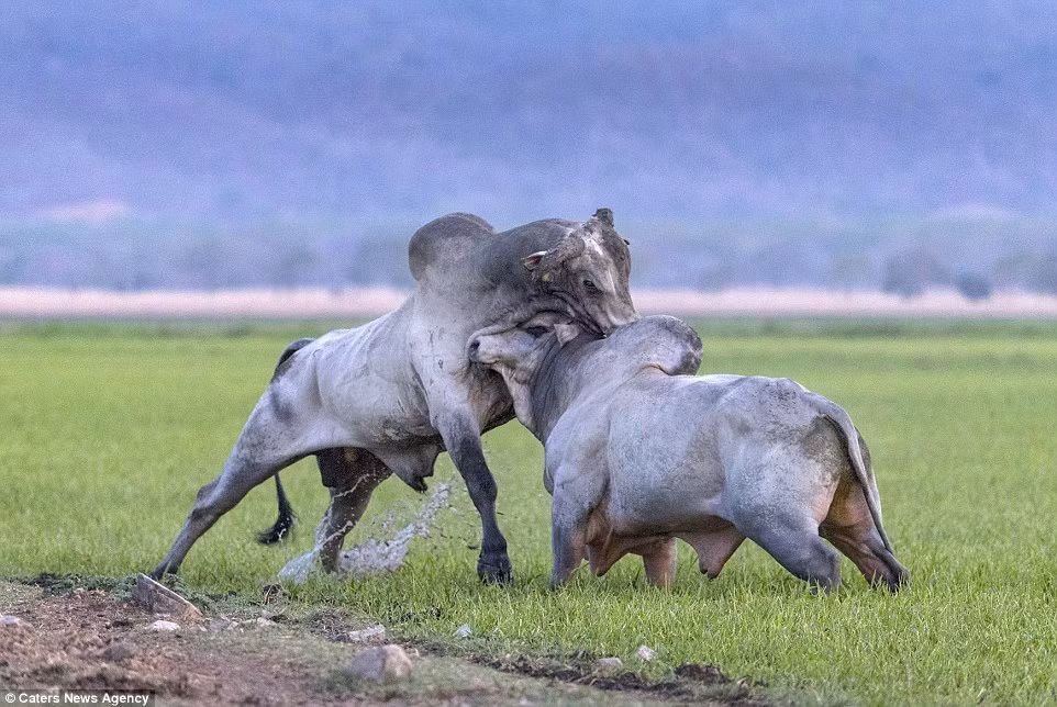 Nhiếp ảnh gia 46 tuổi chỉ đứng cách vị trí hai con bò đánh nhau khoảng 20m.