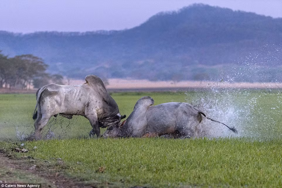 Một con bò chiếm ưu thế sau khi dùng sức mạnh của đầu ép đối thủ nằm bẹp xuống đất.