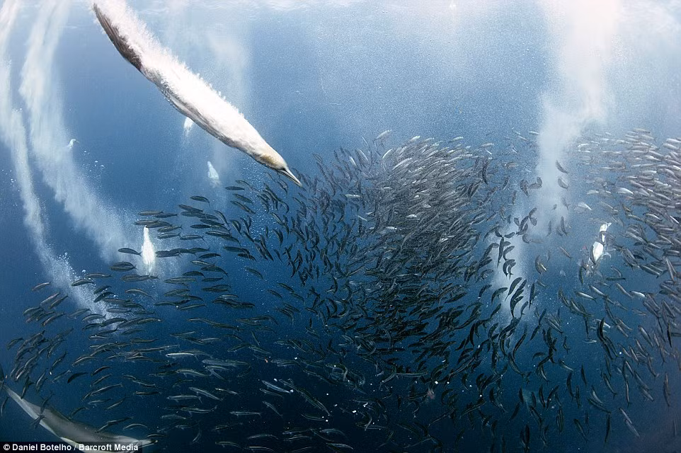 Những con chim ó biển lao xuống nước như tên bắn để bắt cá mòi.