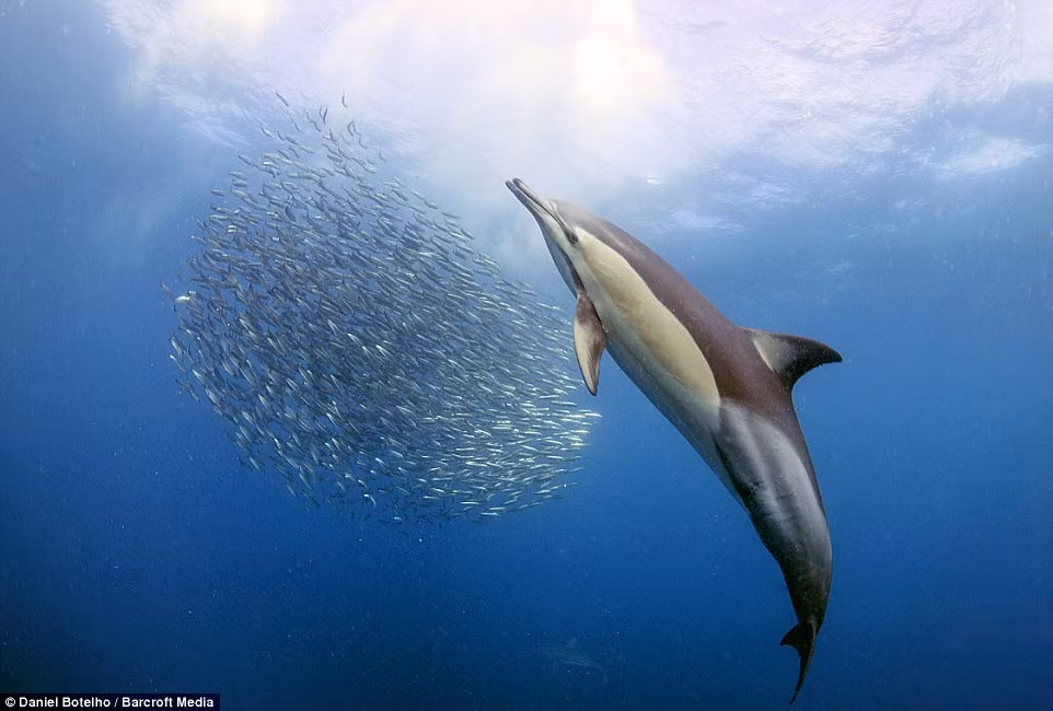 Cá heo lùa cá mòi co cụm thành những nhóm nhỏ trước khi tấn công.