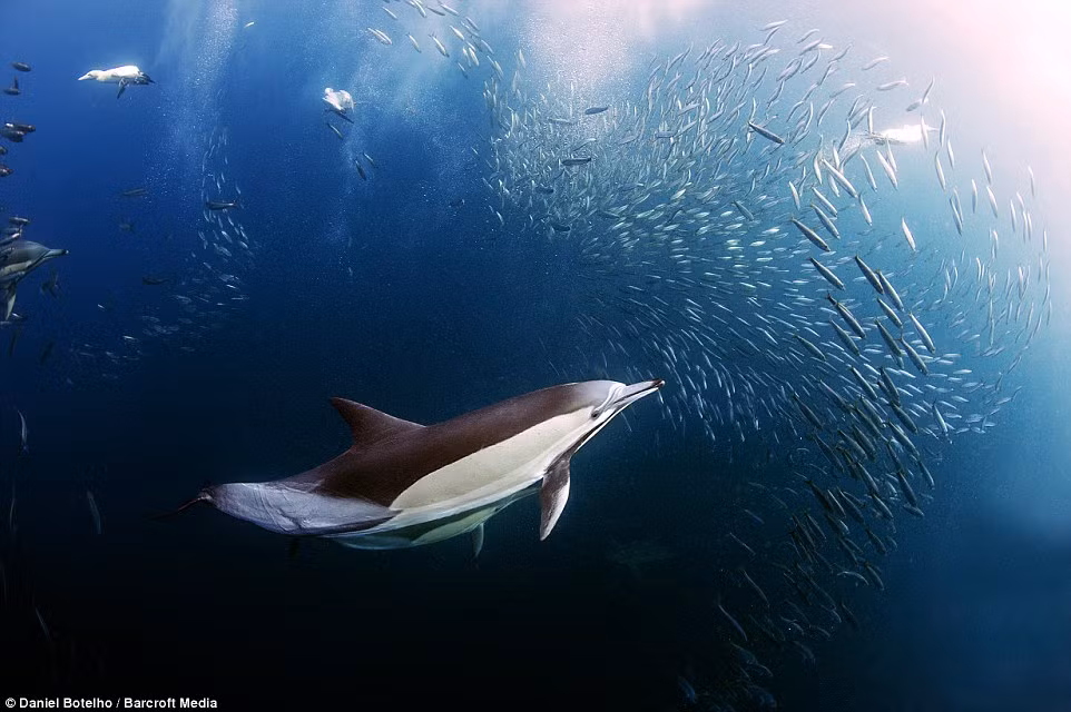 Một đàn cá mòi di cư có thể dài tới 15km, rộng 3km và có thể được nhìn thấy từ trên không gian.