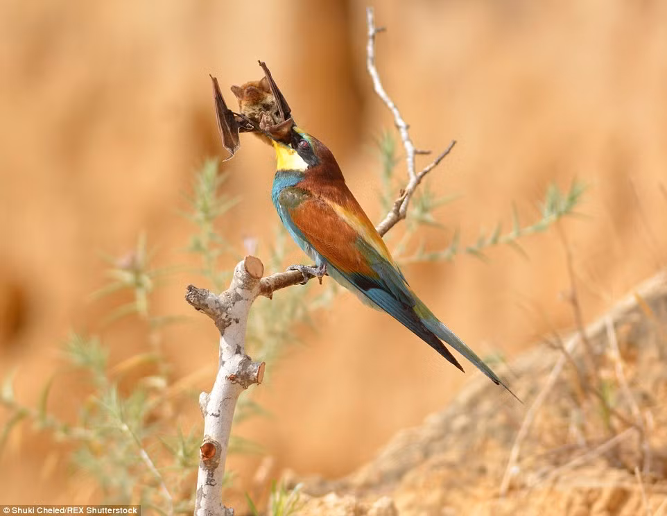 Cuối cùng, con chim bay đi mang theo cả con mồi đến chỗ khác tìm cách xơi tái.