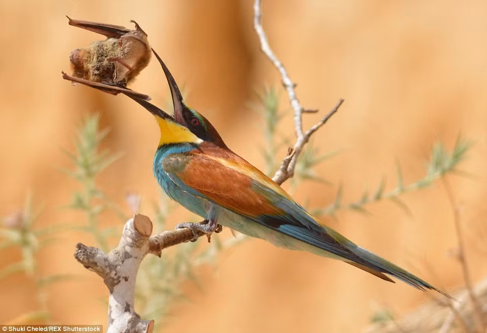 Cảnh tượng được ghi lại bởi nhiếp ảnh gia Shuki Cheled gần ngôi làng Nahala ở Israel.