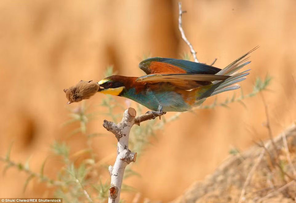 Chim ăn ong giết chết con dơi bằng cách đập nó vào cành cây.