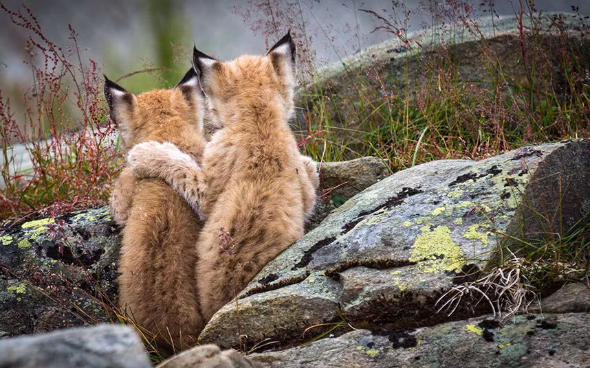Hai chú linh miêu ôm nhau rất đáng yêu ở Na Uy.