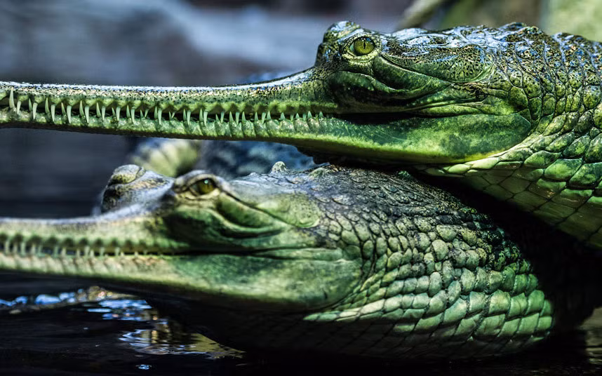 Hai con cá sấu Ấn Độ với chiếc mõm nhọn đặc trưng trong vườn thú ở Prague, CH Czech.