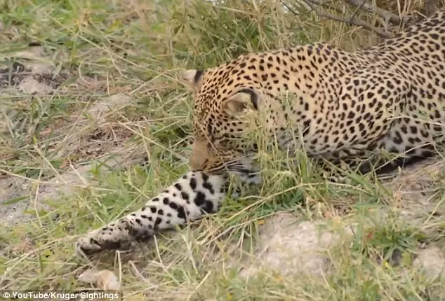 Không ăn thịt ngay lập tức, con báo to lớn bày trò chơi “mèo vờn chuột” với vịt con.