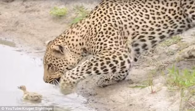 Báo gấm lao theo cố bắt lại con mồi.