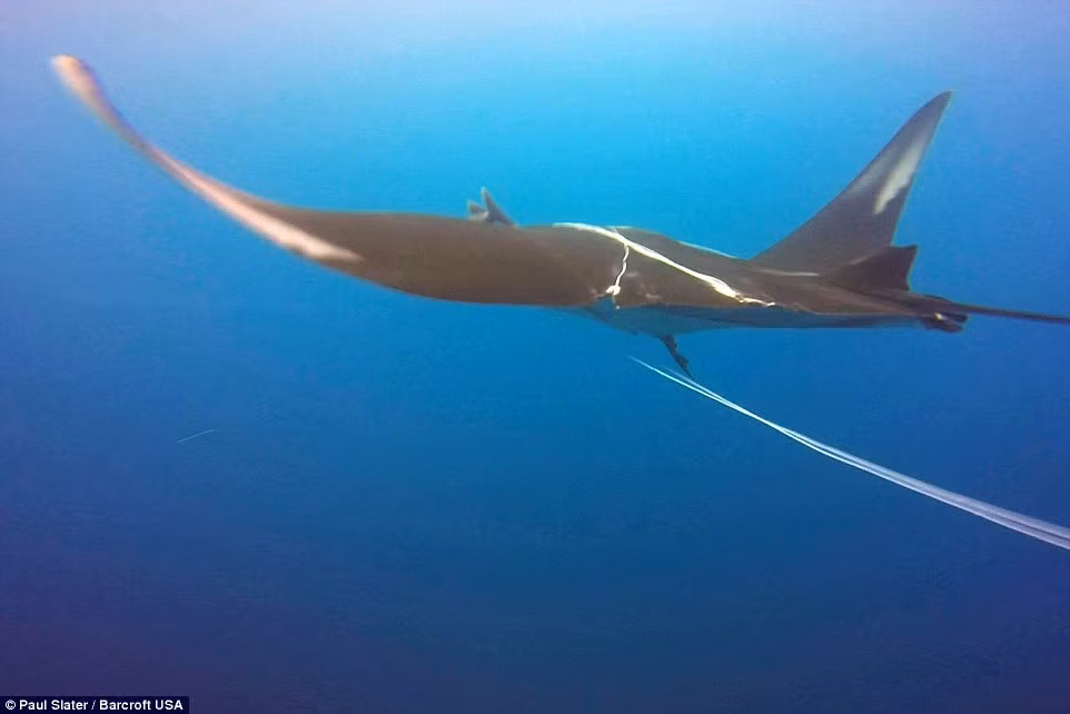 Mặc dù cá đuối tỏ ra e sợ ban đầu và cố gắng bơi đi, nhưng sau đó nó bơi chậm và dừng lại để nhóm thợ lặn giúp gỡ lưới khỏi cơ thể nó.