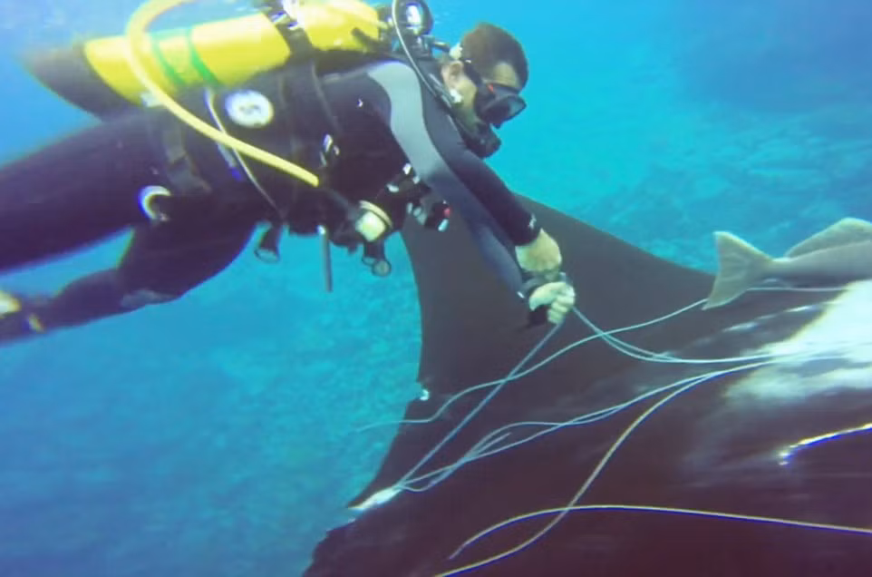 Huấn luyện viên lặn Paul Slater đang hướng dẫn các học viên ở ngoài khơi bờ biển Costa Rica thì phát hiện một con cá đuối khổng lồ dài gần 5m bị mắc vào lưới đánh cá.