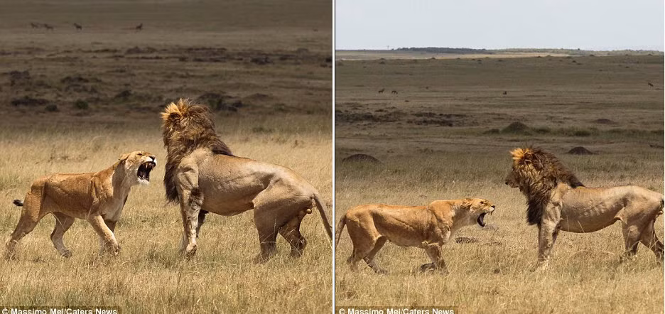 Trước cơn thịnh nộ của bạn tình, sư tử đực chủ động lùi lại để tránh cú tát của con cái.