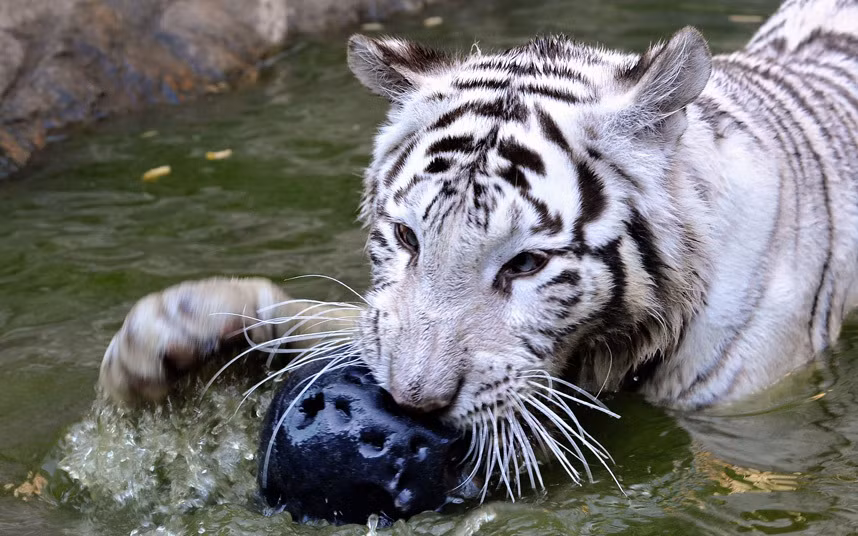 Hổ trắng quý hiếm chơi đùa với một chiếc lốp xe cũ trong vườn thú ở Bratislava, Slovakia.