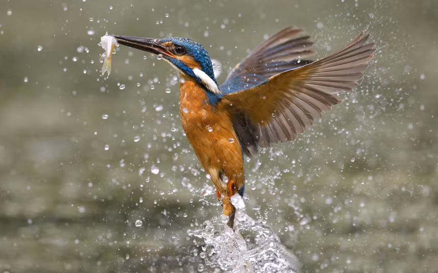 Con chim bói cá săn mồi ở Bắc Rhine-Westphalia, Đức.