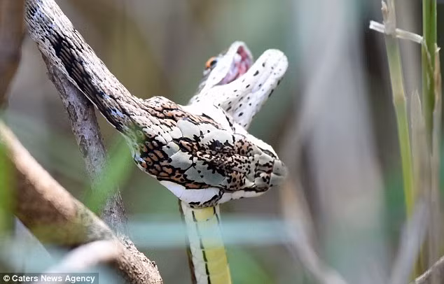 Cuộc chiến sinh tồn giữa một con rắn roi và một con rắn cát xảy ra trong công viên động vật hoang dã Sabi Sands, Nam Phi. Cảnh rắn ăn thịt đồng loại này cho thấy sự sinh tồn khắc nghiệt ngoài tự nhiên.