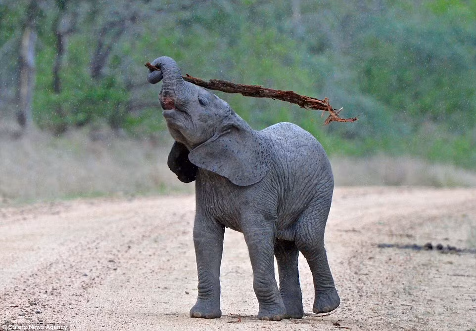 Cảnh tượng con voi con thông minh dùng vỏ cây để gãi ngứa được nhiếp ảnh gia Sean Parker ghi lại trong vườn quốc gia Kruger, Nam Phi.