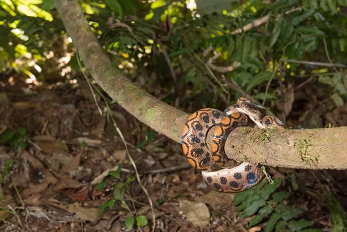 Trăn cầu vồng cuốn mình quanh một thân cây trong rừng Amazon.