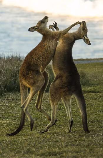 Hai con kangaroo đánh nhau quyết liệt trên cánh đồng gần Coffs Harbour, Australia.