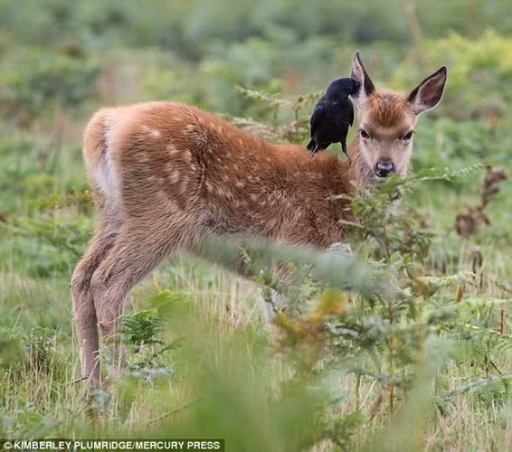 Một con quạ đen miệt mài bắt rận cho hươu con trong công viên ở London, Anh.