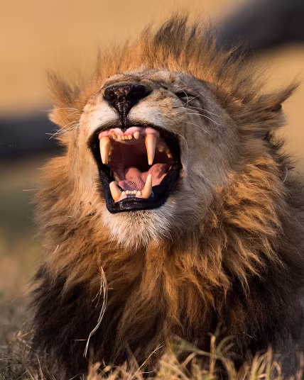 Khoảnh khắc sư tử nhe răng đáng sợ sau khi tỉnh giấc trong công viên động vật hoang dã Moremi ở Botswana.