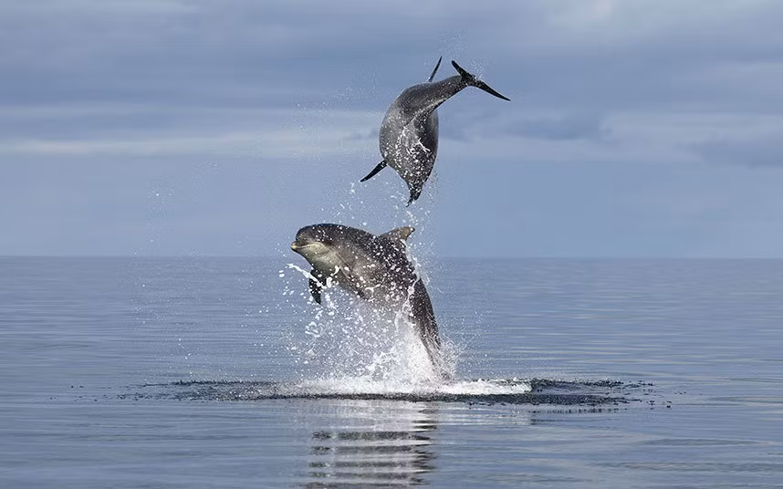 Cặp cá heo nhảy múa trên mặt nước được nhiếp ảnh gia Charlie Phillips ghi lại ở ngoài khơi Scotland.