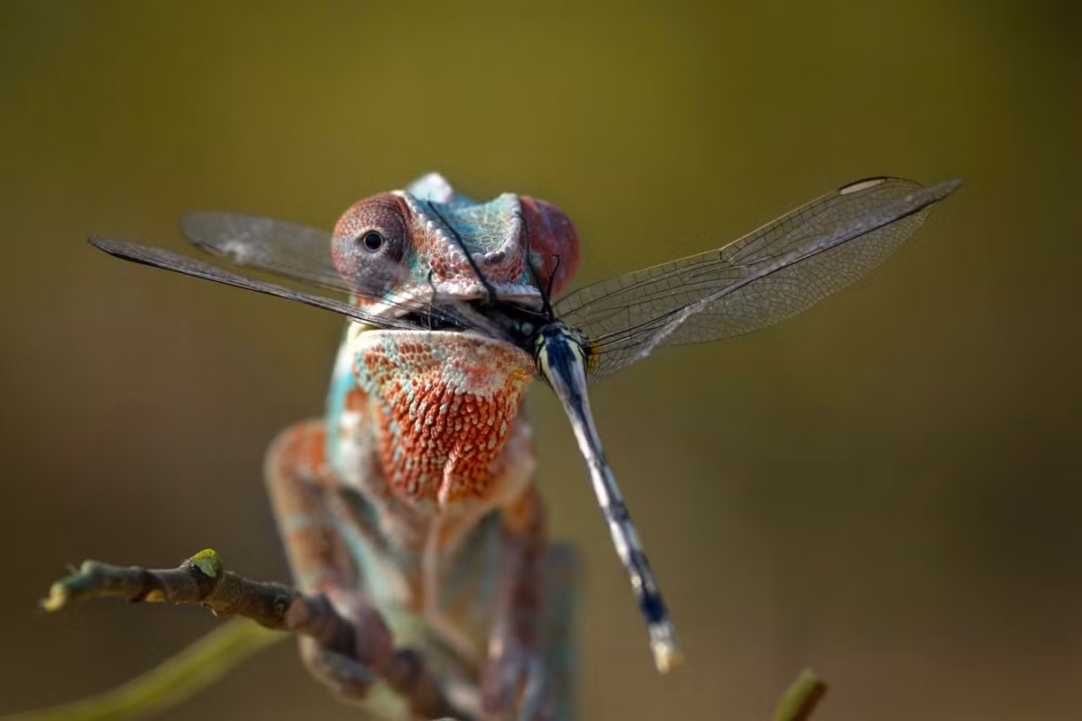 Tắc kè hoa từ từ thưởng thức bữa ăn mà nó dễ dàng có được.