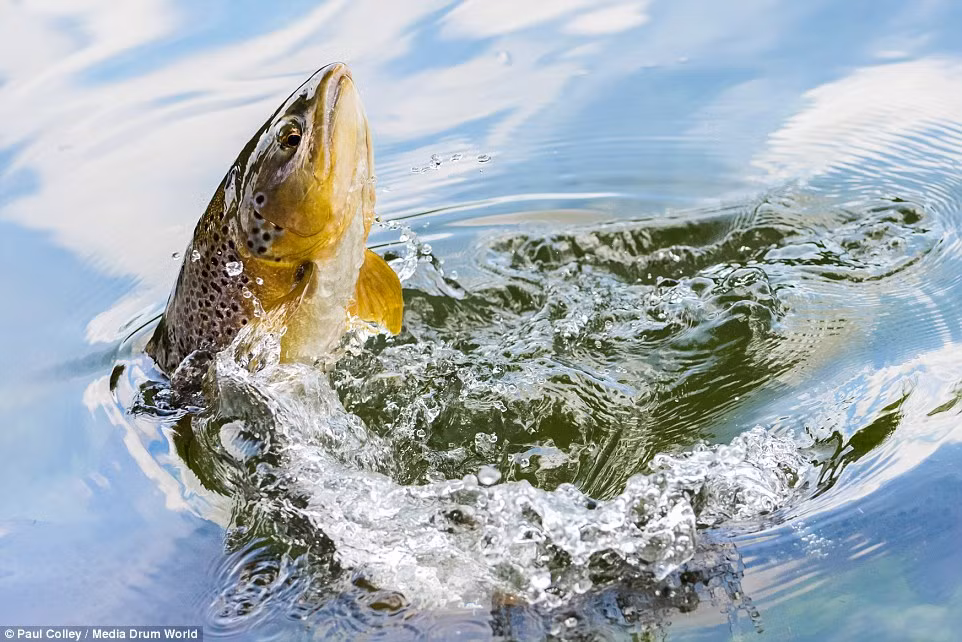 Cảnh tượng cá hồi tấn công vịt trong cuộc tranh giành thức ăn.