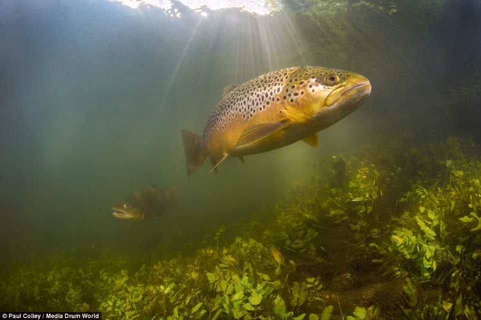 Loài cá hồi cầu vồng có thể phát triển với đường kính tối đa 70 cm và dài khoảng 1,2 m.