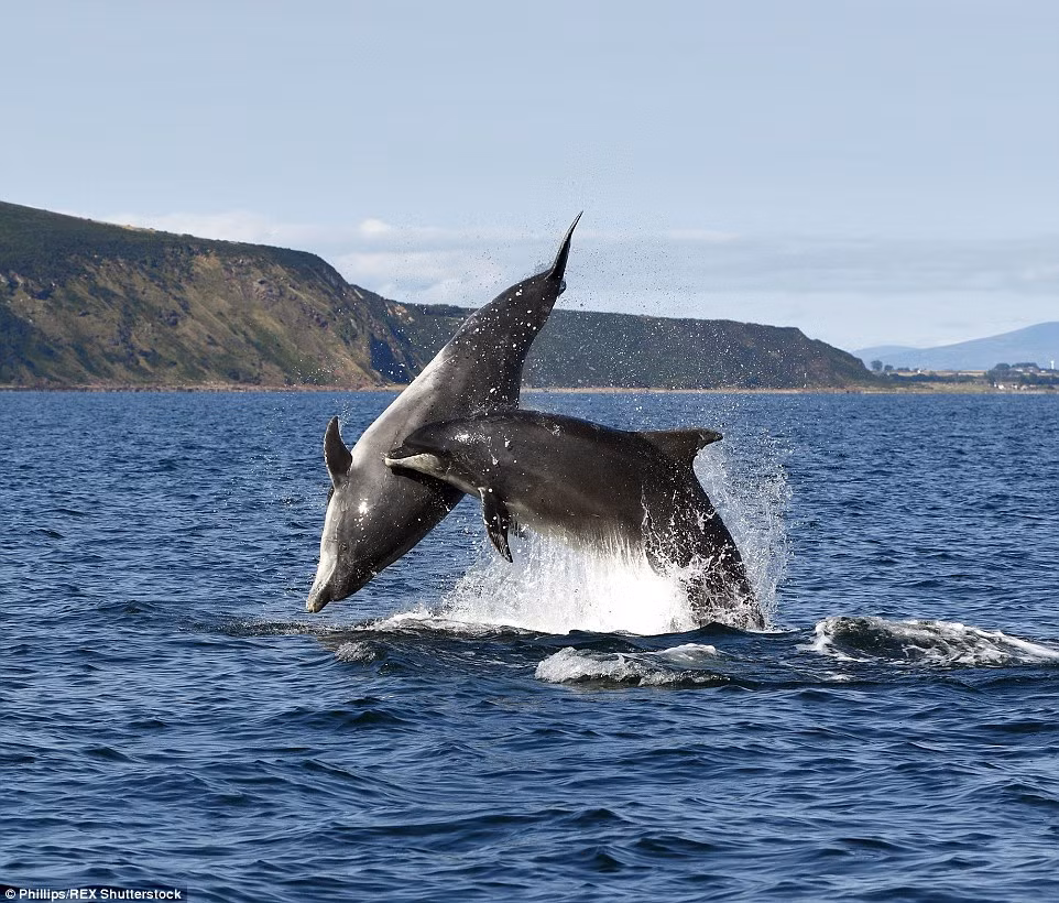 Bộ ảnh chụp cá heo của nhiếp ảnh gia Charlie Phillips sẽ được xuất bản thành sách và dự kiến phát hành vào ngày 29/10 tới.