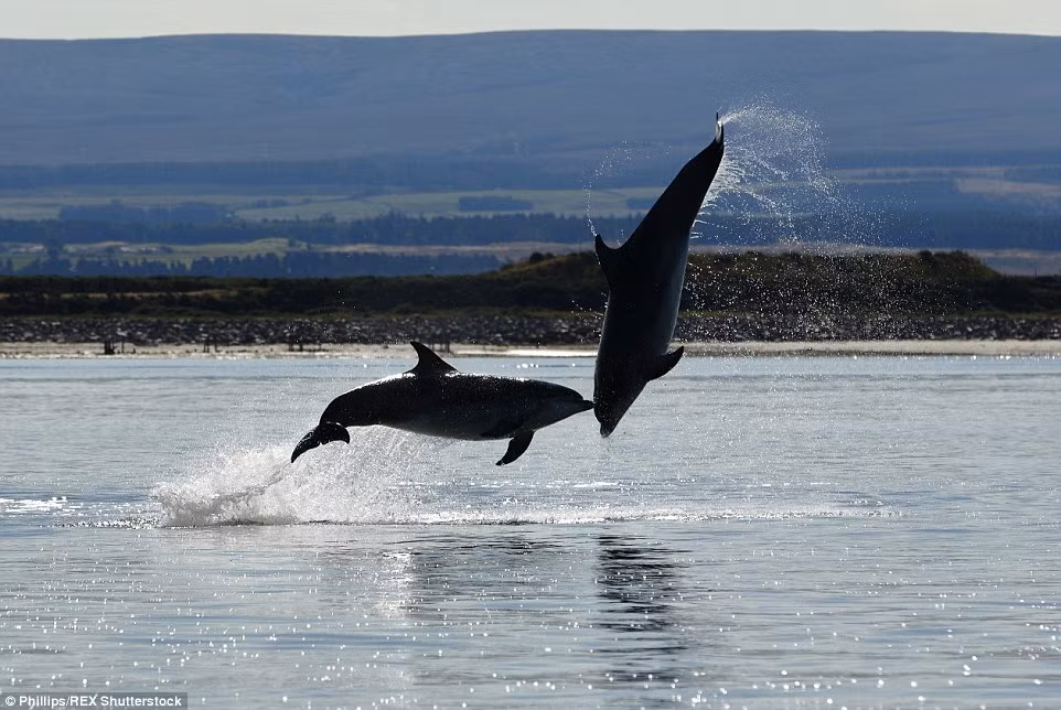 Cặp cá heo vui đùa trên mặt nước dưới ánh nắng ban mai tại vịnh Moray Firth.