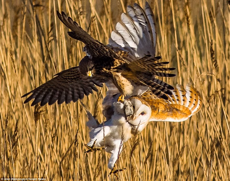 Khi cú lợn vồ được con chuột và bay lên, thì một con chim cắt lao tới định cướp mồi của cú.