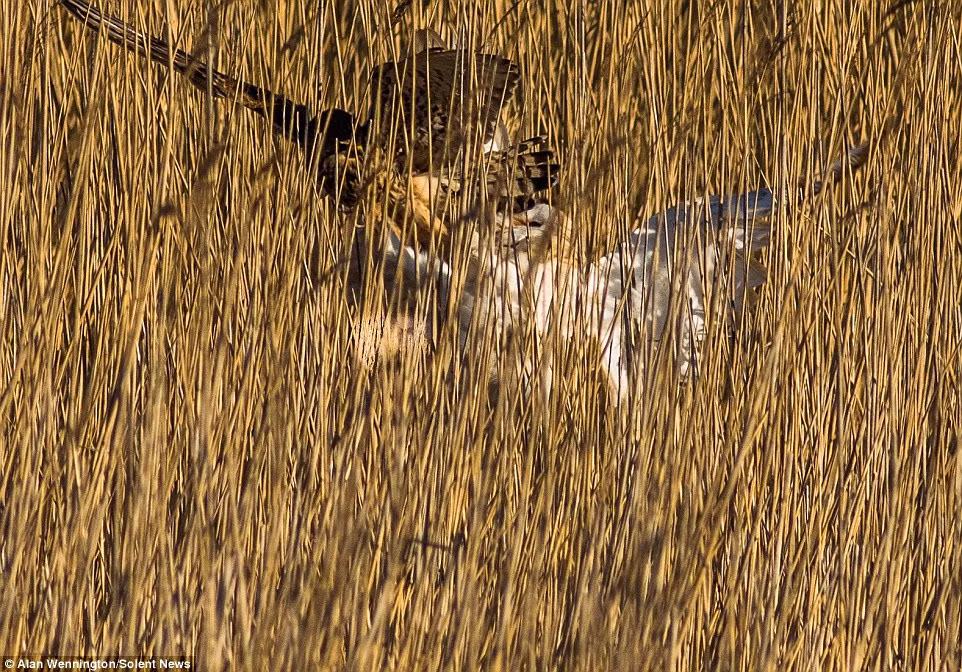 Tận dụng lúc cú lợn loạng choạng, chim cắt lao vào cướp mồi và nhanh chóng bay đi.