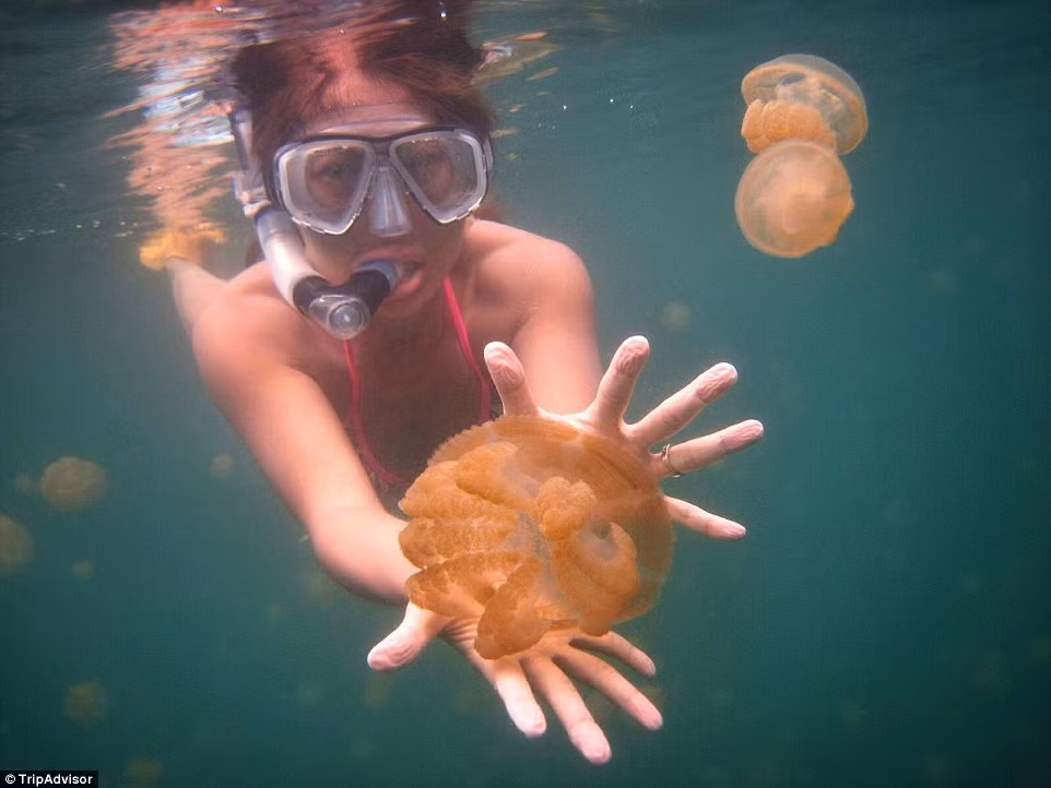 Du khách có thể thoái mái lặn cùng sứa không độc tại Hồ Sứa trên đảo Koror, Palau.