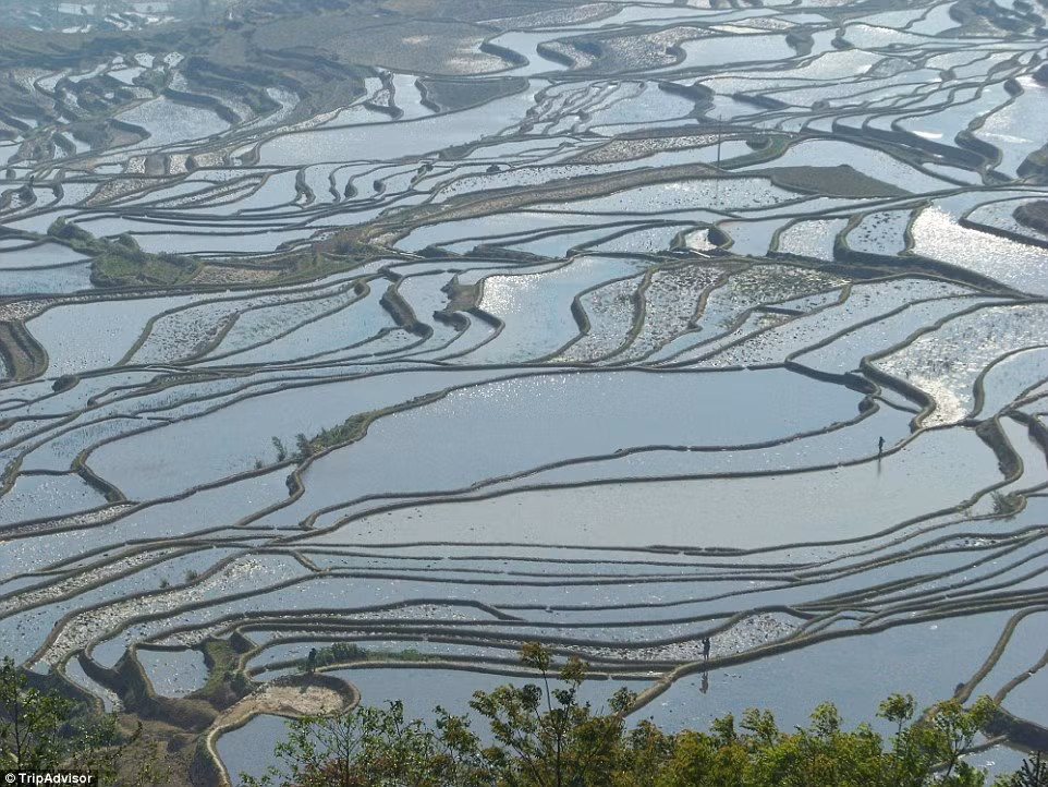 Ruộng bậc thang ở thị trấn Nguyên Dương, tỉnh Vân Nam (Trung Quốc), đã được UNESCO công nhận là di sản thiên nhiên và văn hóa thế giới.